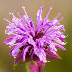 Close-up of purple flower blooming outdoors