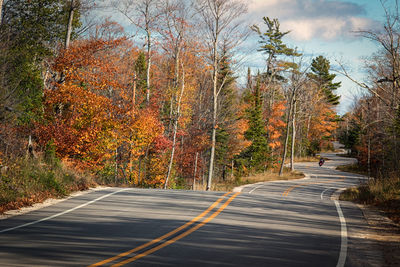 Empty road along trees