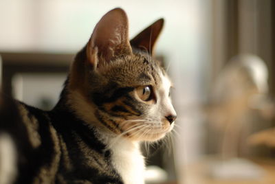 Portrait of brown tabby kitten