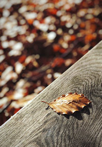 Close-up of dry leaf on tree trunk