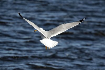 Seagull flying over a bird