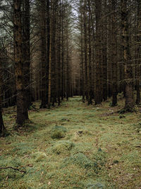 Trees growing in forest