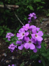 Close-up of fresh pink flowers growing in park