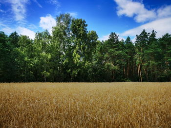 Rye field against the backdrop of the forest and blue sky