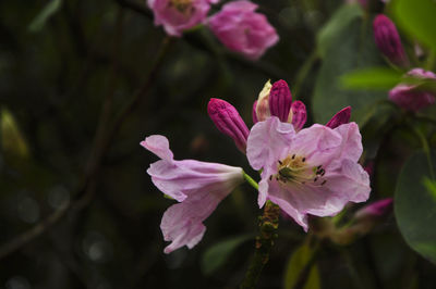 Close-up of pink flowers blooming outdoors