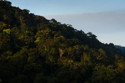 Low angle view of trees against sky