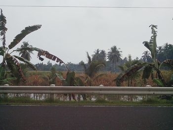 Scenic view of palm trees by bridge against sky