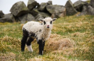 Portrait of an animal on field