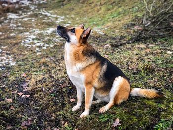 German shepherd eagerly waiting for a treat