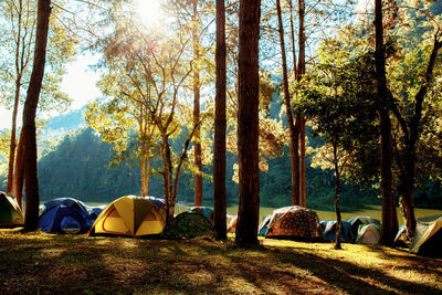 View of trees in the forest