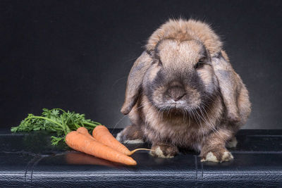 Close-up of rabbit with carrot