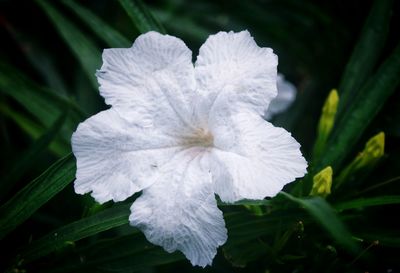 Close-up of white flower