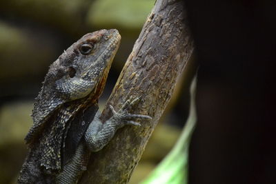 Close-up of lizard