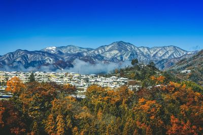 Close-up of trees against clear blue sky