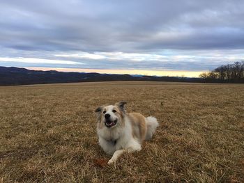 View of dog on field