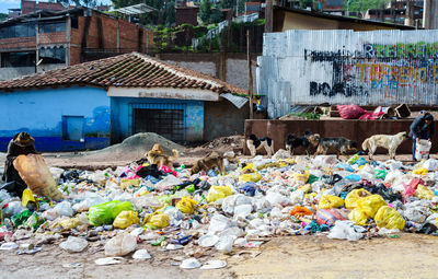 Dogs by garbage on street against houses