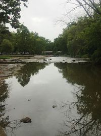 Reflection of trees in water