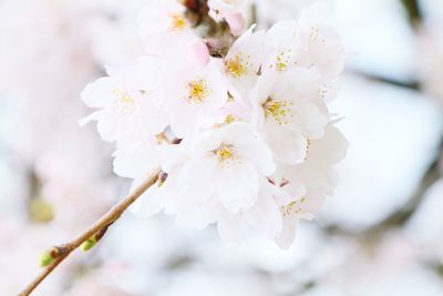 Close-up of springflowers blooming