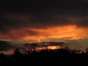 Silhouette of trees at sunset