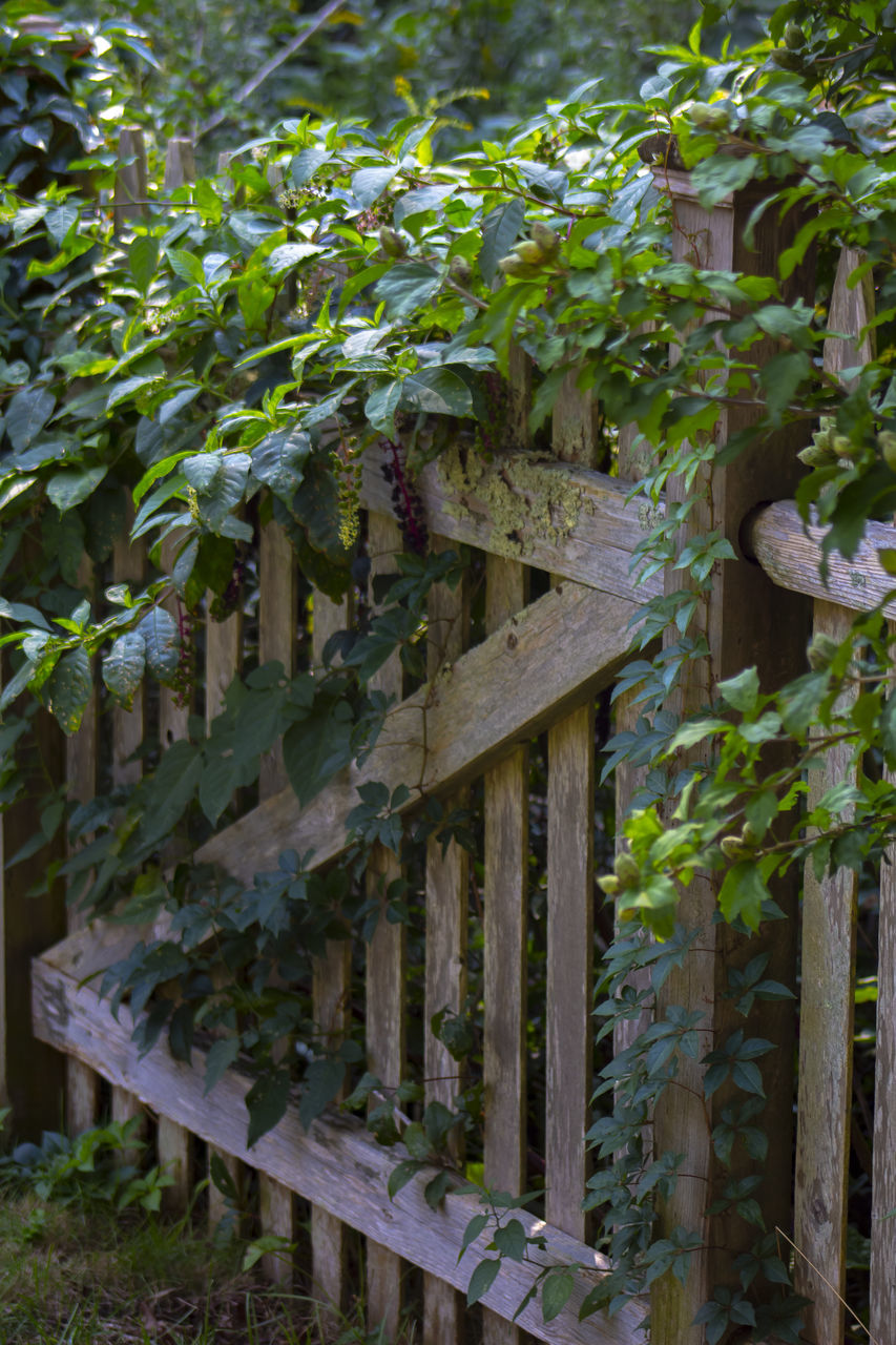 CLOSE-UP OF PLANTS GROWING BY FENCE