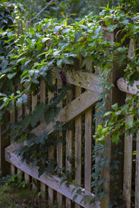 Close-up of plants growing on tree