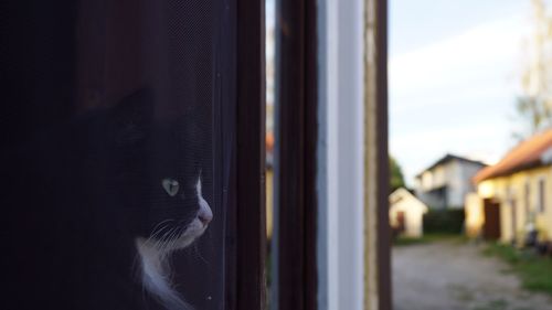Close-up of a cat looking through window