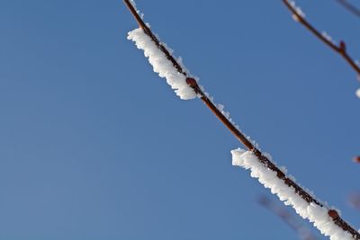 Close-up of snow on twig against clear sky during winter