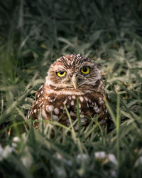 Close-up portrait of an animal on land