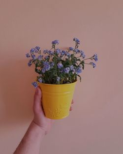 Close-up of hand holding potted plant against white background