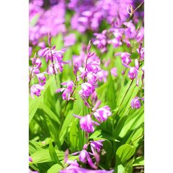 Close-up of purple flowers