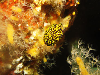 Close-up of coral in sea