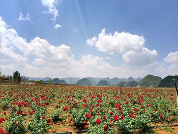 View of flowering plants on field against sky