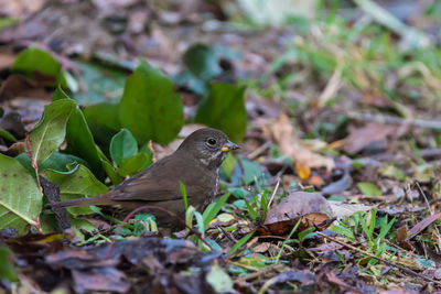 Bird perching on leaf