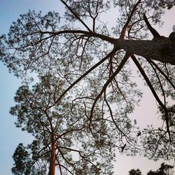Low angle view of tree against sky