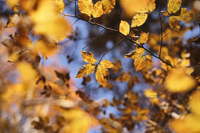 Close-up of yellow maple leaves on tree