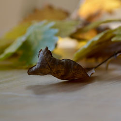 Close-up of lizard on dry leaf