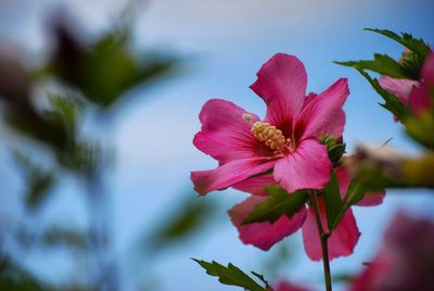 Close-up of pink flowering plant