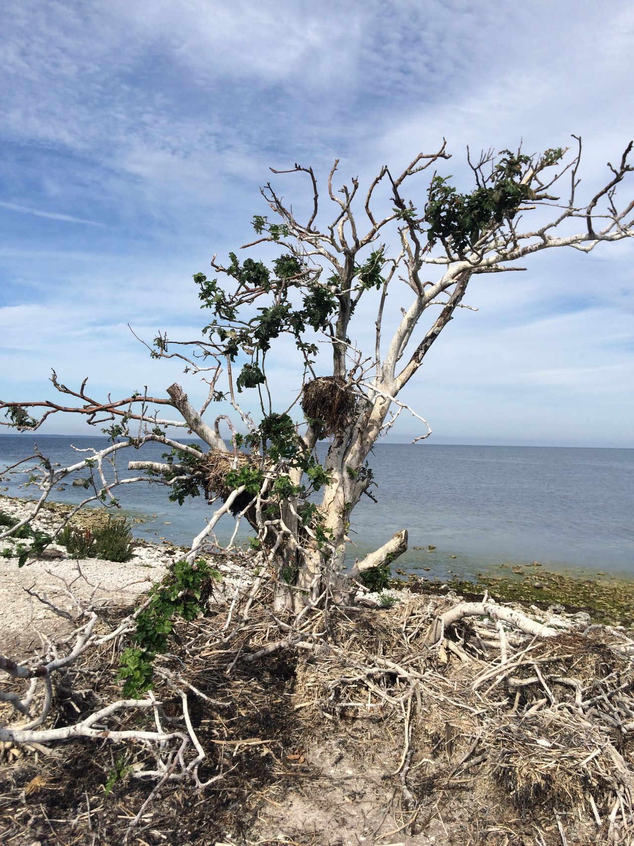 Cormorant nest