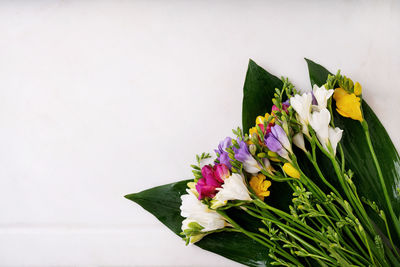 Close-up of rose plant against white background