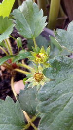 Close-up of insect on plant