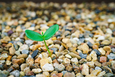 High angle view of small plant growing on pebbles