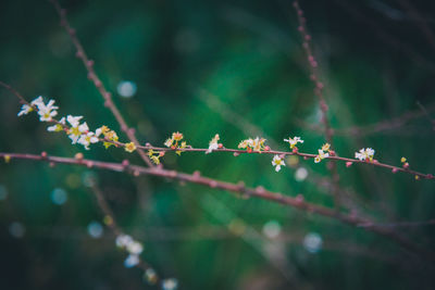 Close-up of flowering plant against blurred background