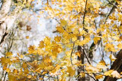 Low angle view of yellow flowering tree during autumn