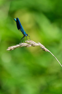 Banded demoiselle sitting on a plant