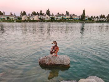 View of birds on lake against houses 