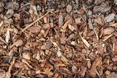 Full frame shot of dried leaves