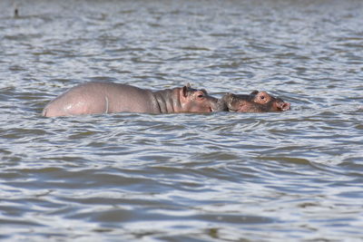 2 baby hippos playing