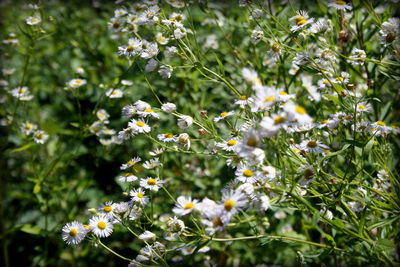 White flowers blooming on plant