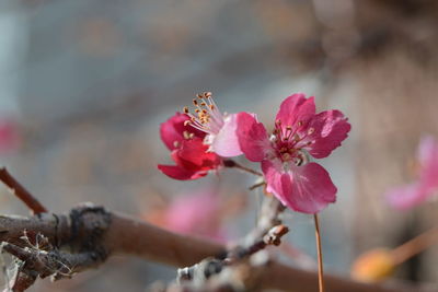 Close-up of flowers against blurred background