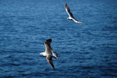Seagull flying over sea